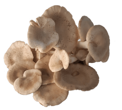 Oyster Mushroom