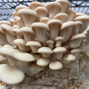 Fresh Elm Oyster Mushrooms