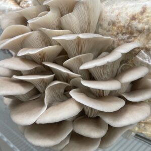 Elm Oyster Fresh Mushrooms