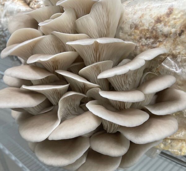 Elm Oyster Fresh Mushrooms