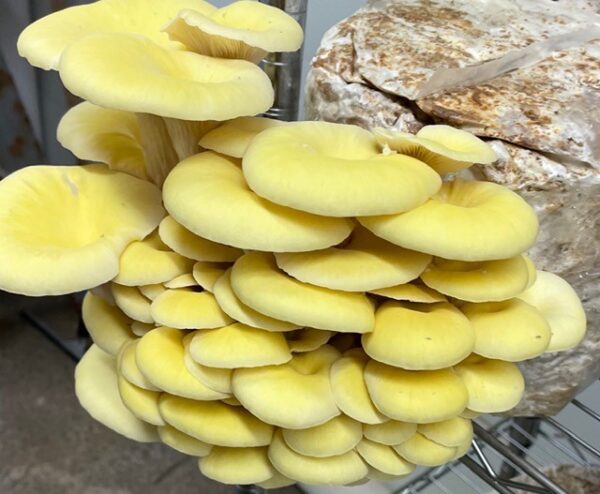 Golden Oyster Fresh Mushrooms