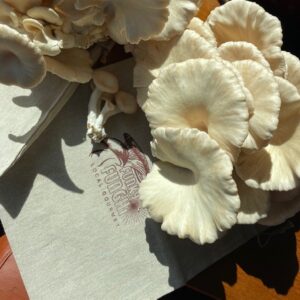 Old Road Fresh Mushrooms