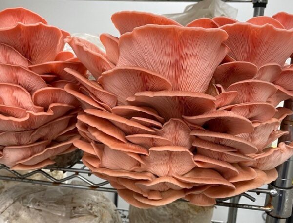Pink Oyster Fresh Mushrooms