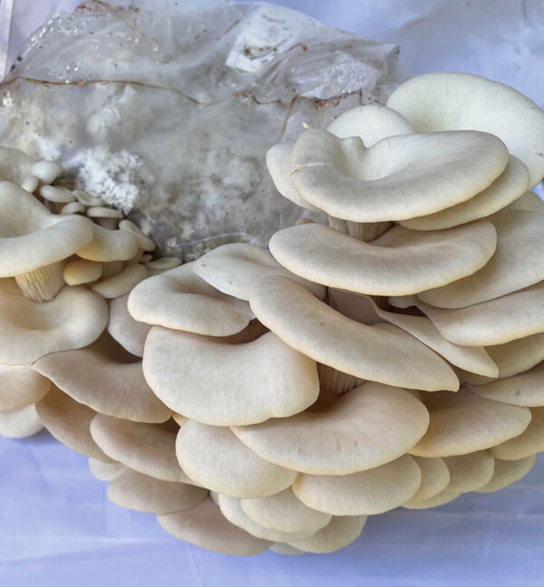Fresh Pathfinder Mushrooms