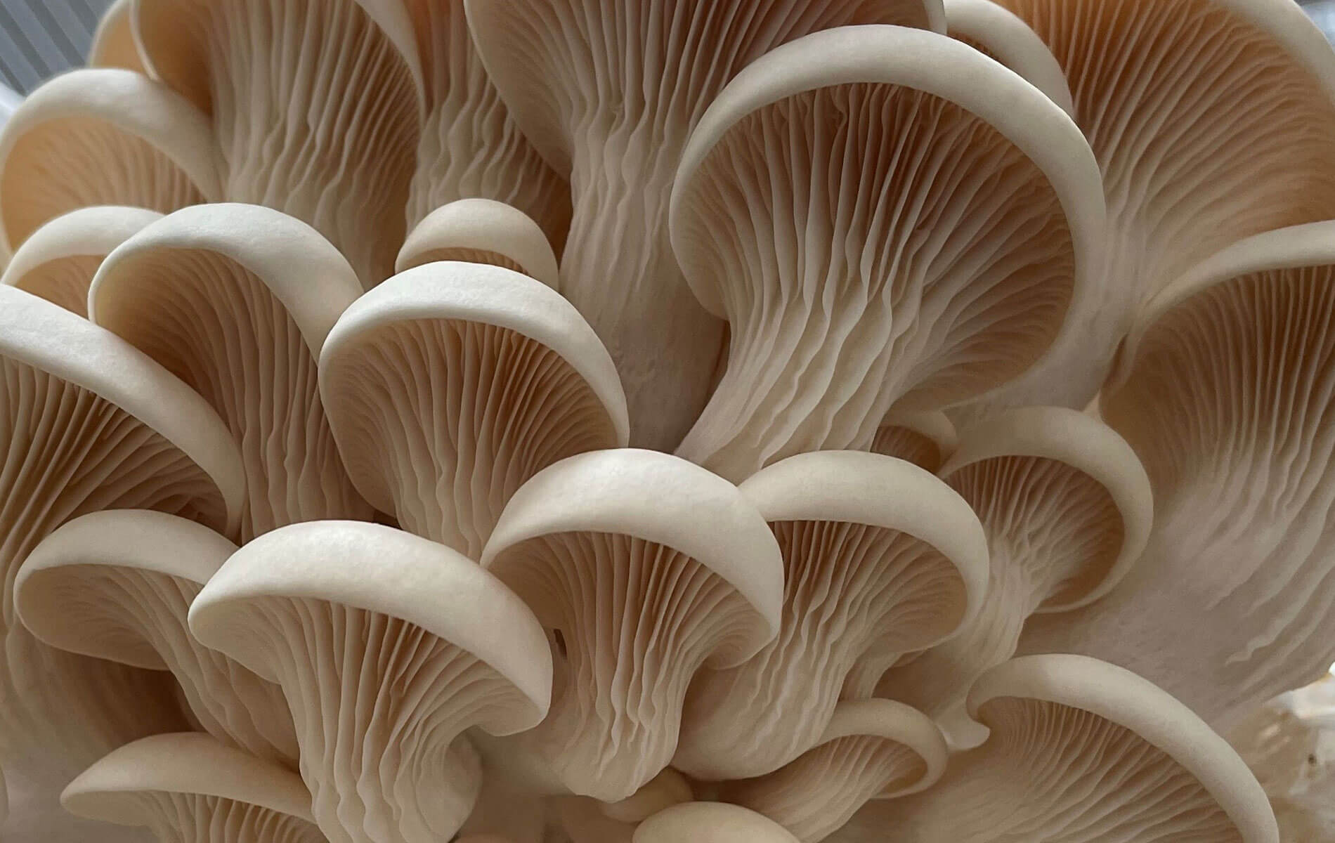 Pearl Oyster Mushroom