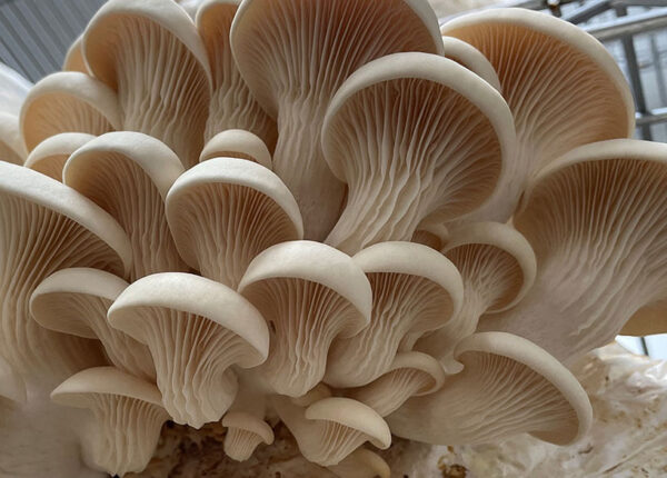 Fresh Pearl Oyster Mushrooms